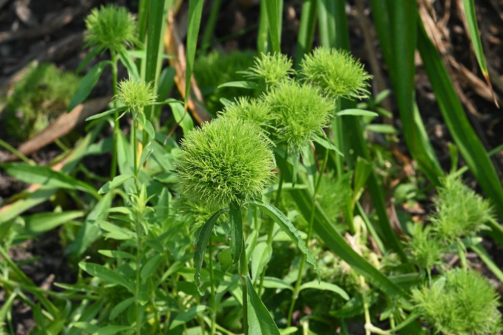 2025-08039875 Tower Hill Botanic Garden, MA.JPG - 'Green Trick' Dianthus (Dianthus barbatus). New England Botanic Garden at Tower Hill, MA, 8-3-2025